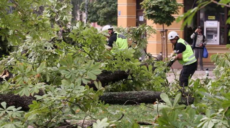 Дърво помля коли, едва не уби хора в Пловдив